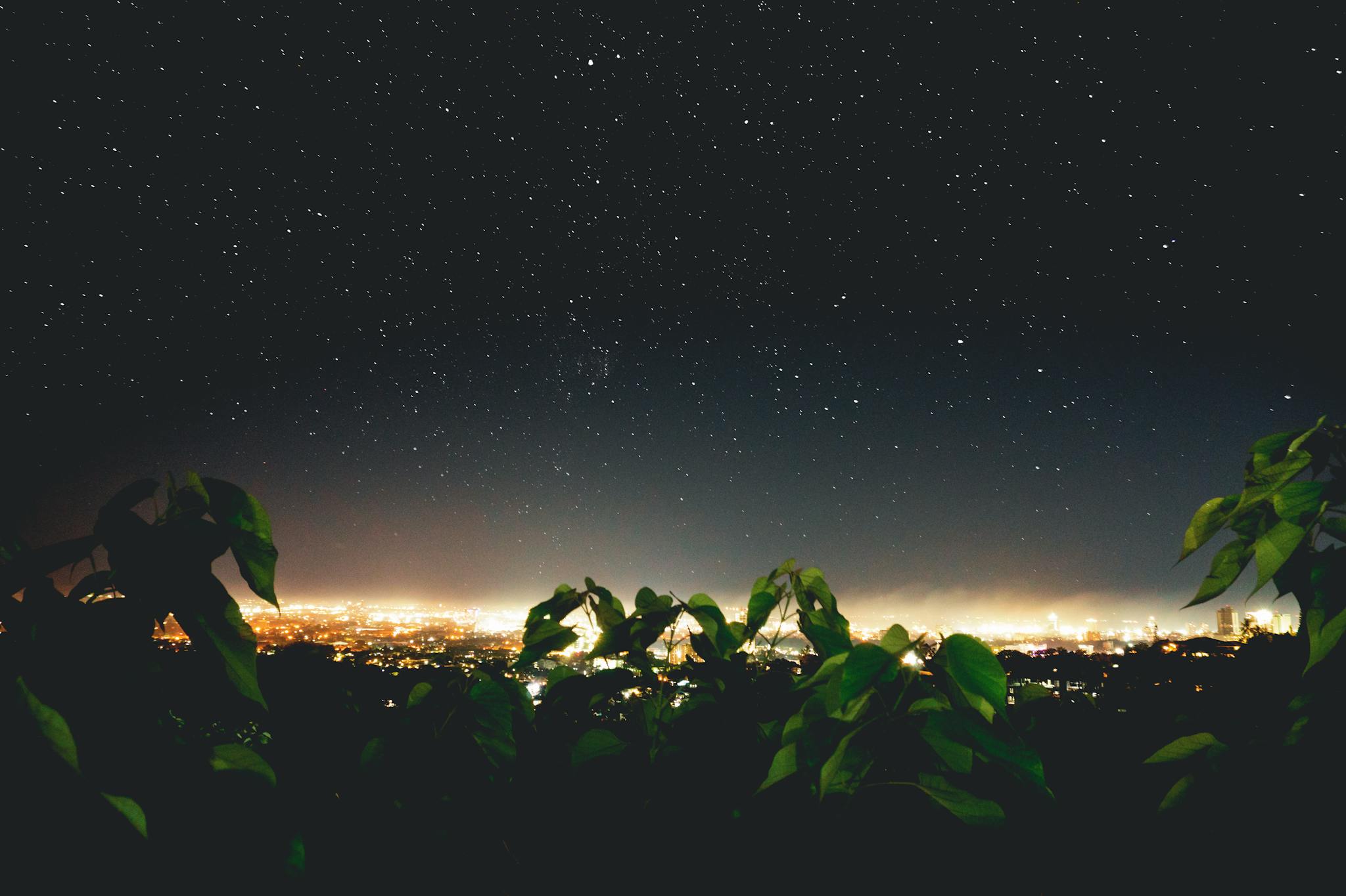 A breathtaking view of a starry night sky over a glowing cityscape framed by lush foliage.